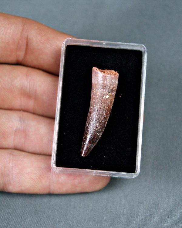 Spinosaurus aegyptiacus