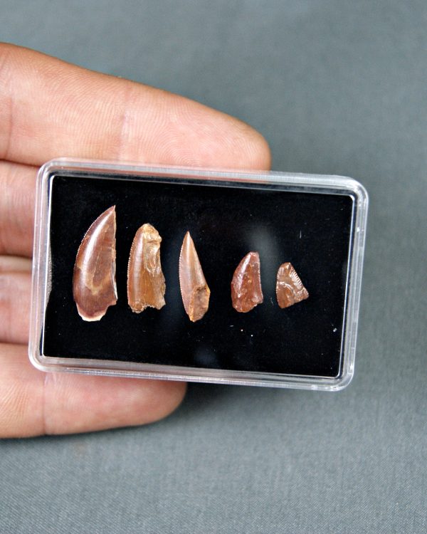 Colección de dientes de raptores