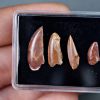 Colección de dientes de raptores