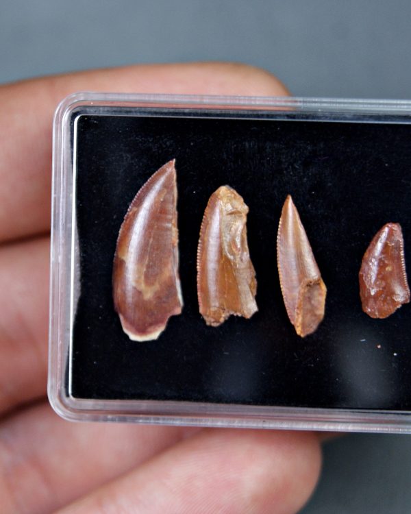Colección de dientes de raptores