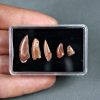 Colección de dientes de raptores