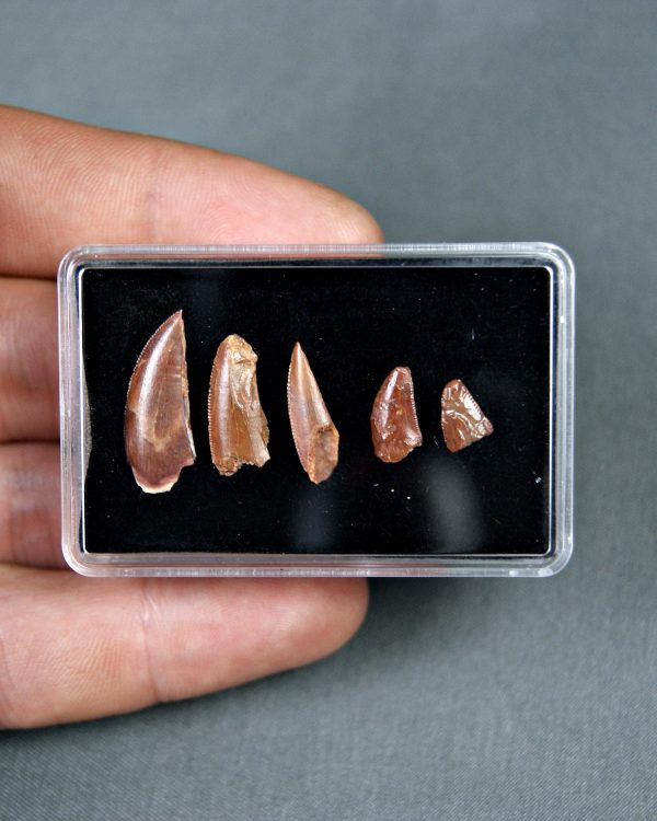 Colección de dientes de raptores