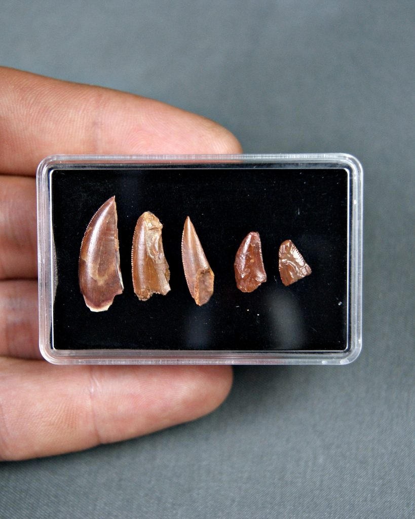 Colección de dientes de raptores