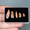 Colección de dientes de raptores