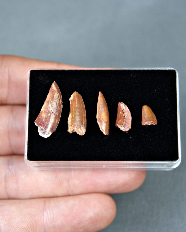 Colección de dientes de raptores