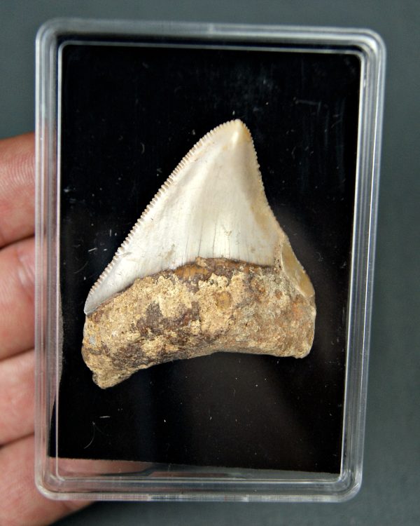SONY DSC Juvenil de Otodus megalodon