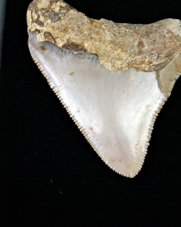 SONY DSC Juvenil de Otodus megalodon