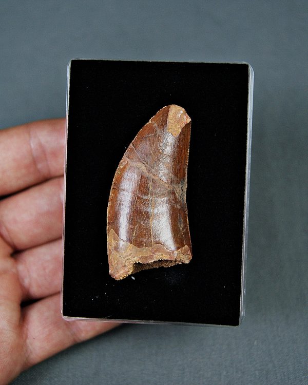Carcharodontosaurus saharicus
