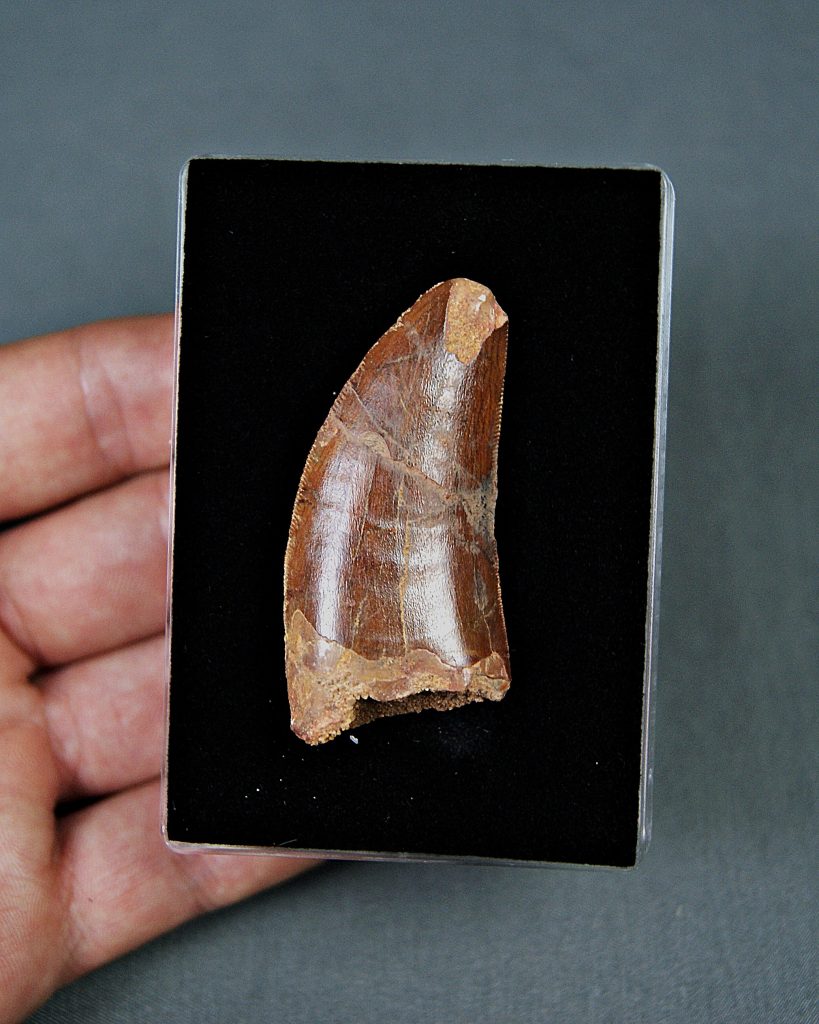 Carcharodontosaurus saharicus