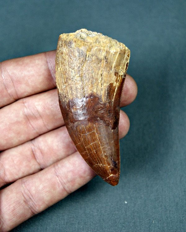 Carcharodontosaurus saharicus