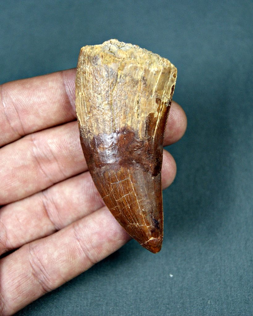 Carcharodontosaurus saharicus