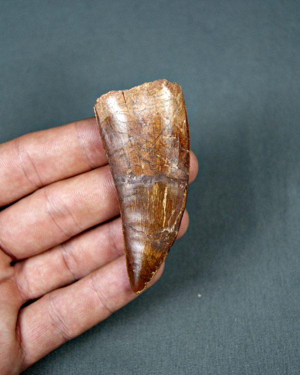 Carcharodontosaurus saharicus