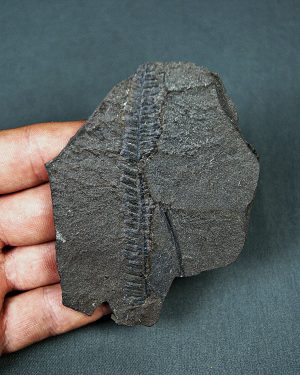 Hoja de helecho