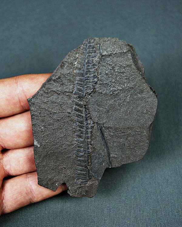 Hoja de helecho