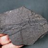 Hoja de helecho