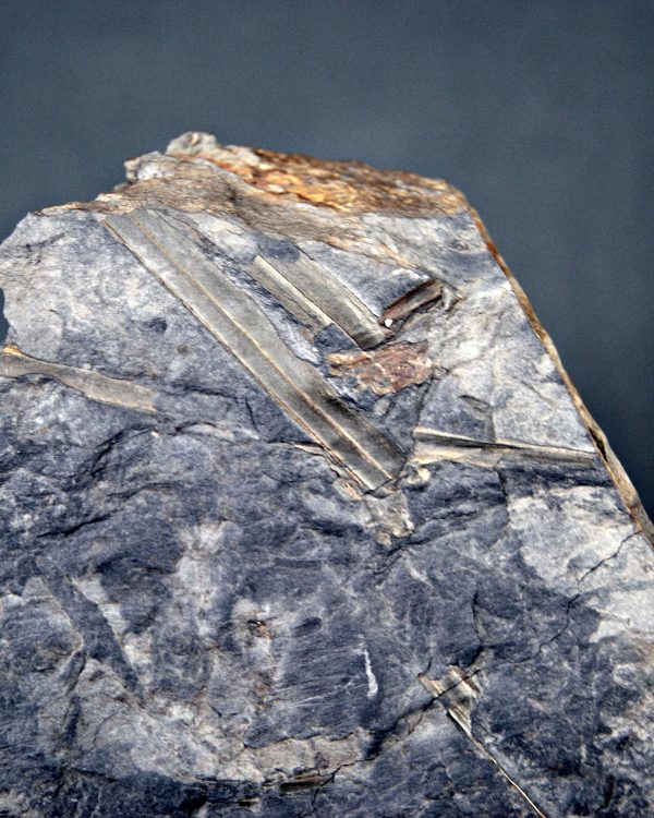 Fragmentos de Calamites
