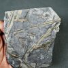 Fragmentos de Calamites