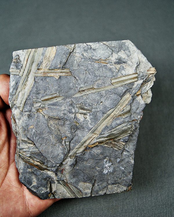 Fragmentos de Calamites