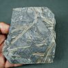 Fragmentos de Calamites