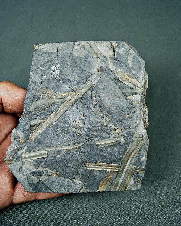 Fragmentos de Calamites