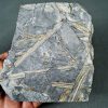 Fragmentos de Calamites