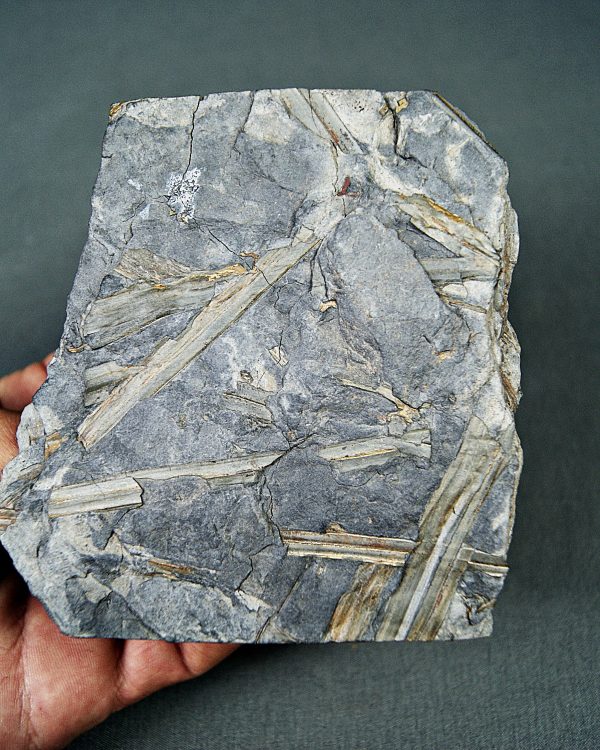 Fragmentos de Calamites