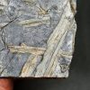 Fragmentos de Calamites