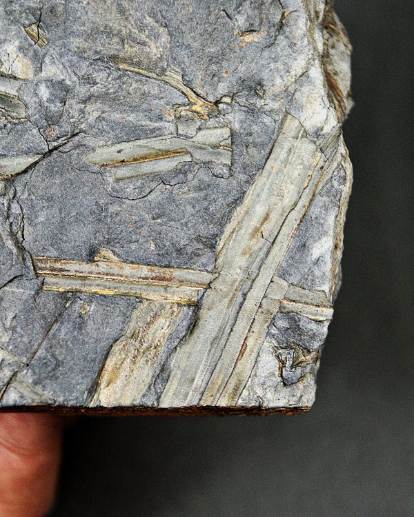 Fragmentos de Calamites