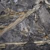 Fragmentos de Calamites