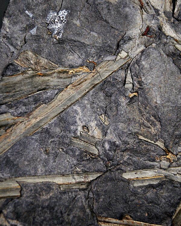 Fragmentos de Calamites