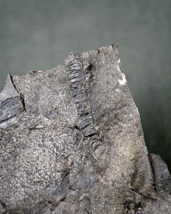 Tronco de licofita arborescente