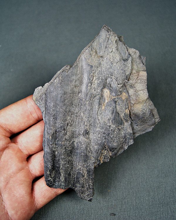 Tronco de licofita arborescente