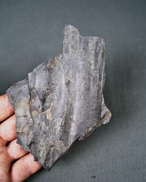 Tronco de licofita arborescente