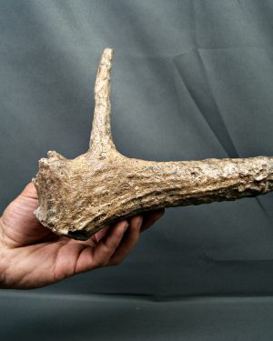Asta de Megaloceros