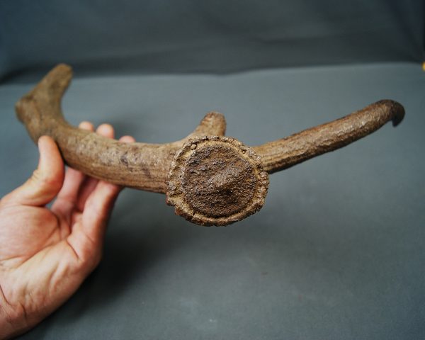 Asta de Megaloceros