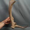 Asta de Megaloceros