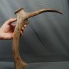 Asta de Megaloceros