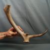 Asta de Megaloceros