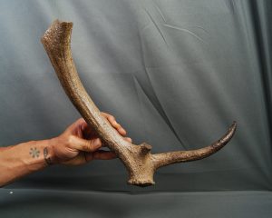 Asta de Megaloceros