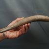 SONY DSC Asta de Megaloceros