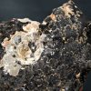 Amonite Mammites