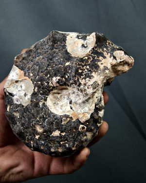 Amonite Mammites