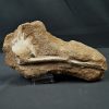 Vértebra caudal de Mosasaurus