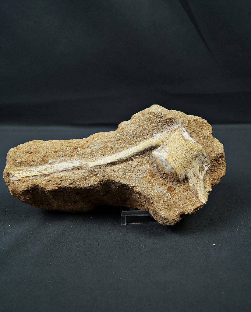 Vértebra caudal de Mosasaurus