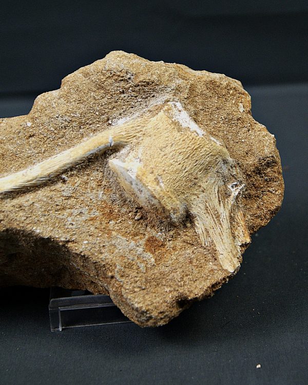 Vértebra caudal de Mosasaurus
