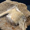 Vértebra caudal de Mosasaurus