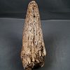 Cuerno de Bison priscus