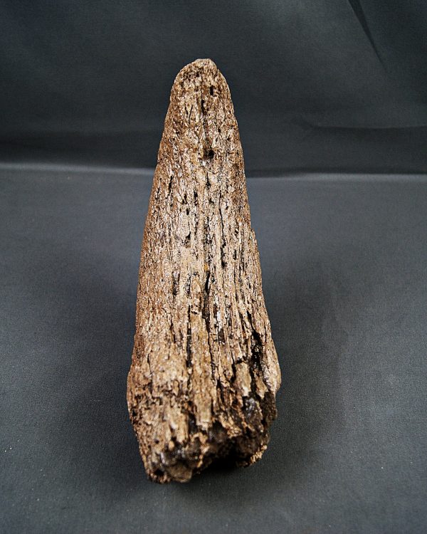 Cuerno de Bison priscus
