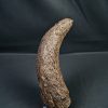 Cuerno de Bison priscus