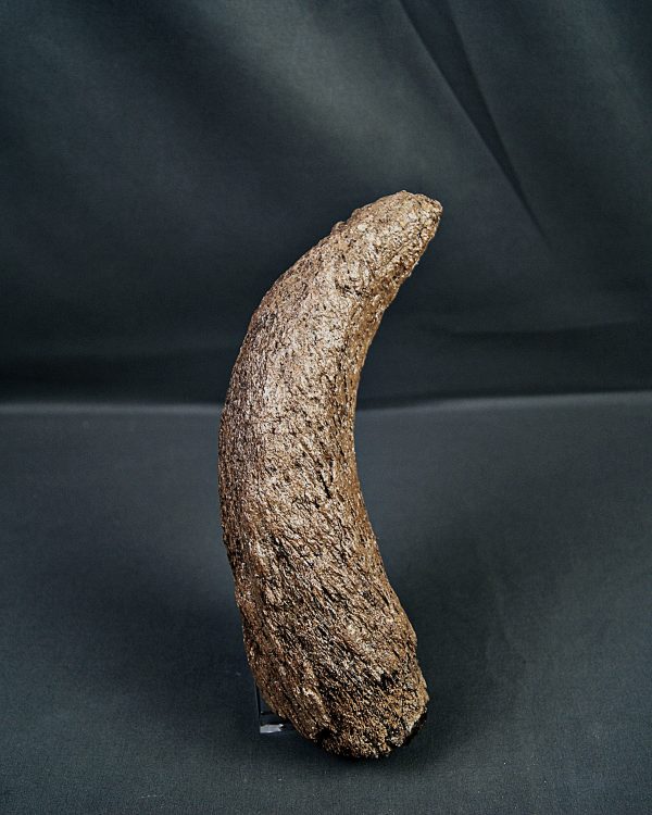 Cuerno de Bison priscus